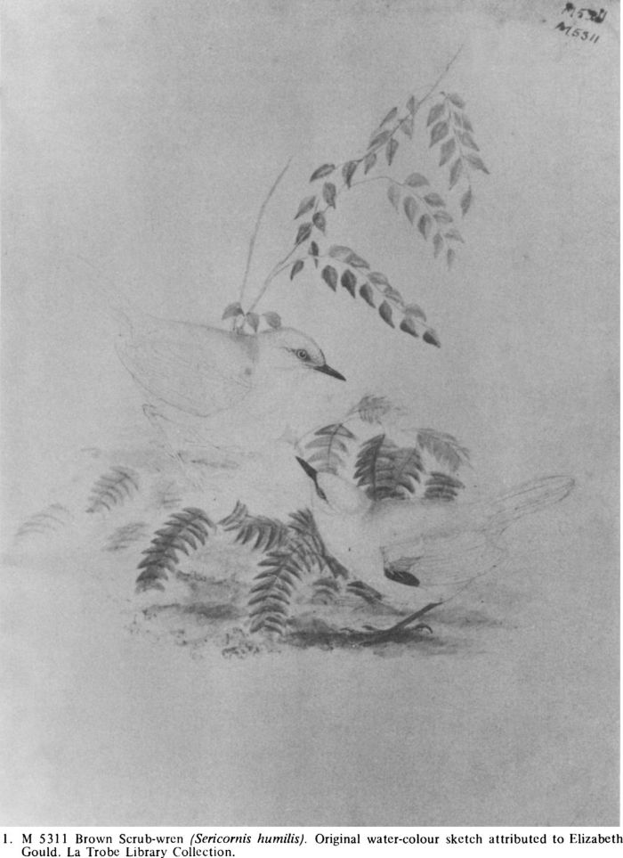1. M 5311 Brown Scrub-wren (Sericornis humilis). Original water-colour sketch attributed to Elizabeth Gould. 