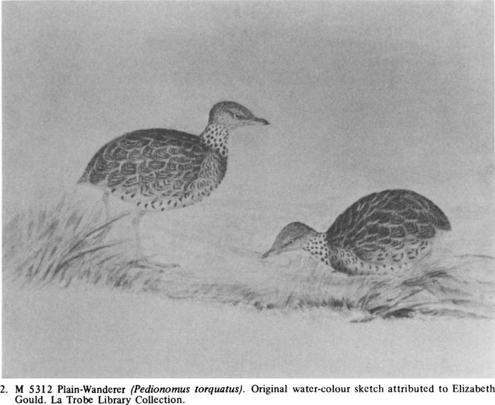 2. M5312 Plain-Wanderer (Pedionomus torquatus). Original water-colour sketch attributed to Elizabeth Gould. La Trobe Library Collection.