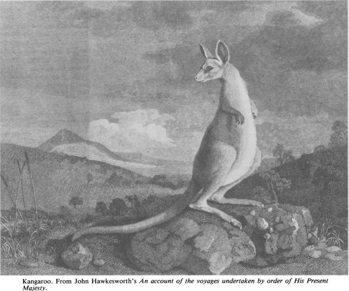 Kangaroo. From John Hawkesworth’s An account of the voyages undertaken by order of His Present Majesty. [engraving]