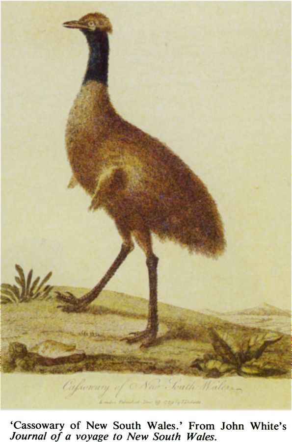 ‘Cassowary of New South Wales.’ From John White’s Journal of a voyage to New South Wales. [engraving]