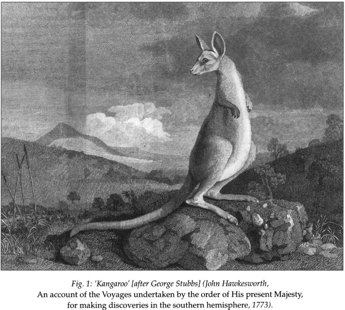 Fig 1: ‘Kangaroo’ [after George Stubbs] (John Hawkesworth, An account of the Voyages undertaken by the order of His present Majesty, for making discoveries in the southern hemisphere, 1773). [print]