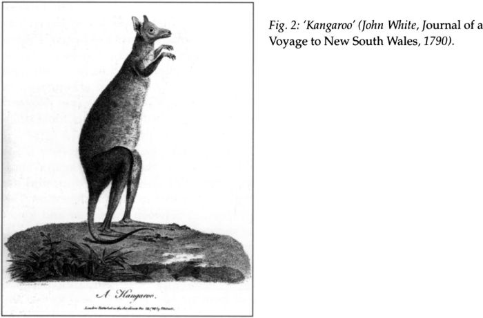 Fig 2: ‘Kangaroo” (John White, Journal of a Voyage to New South Wales, 1790). [print]