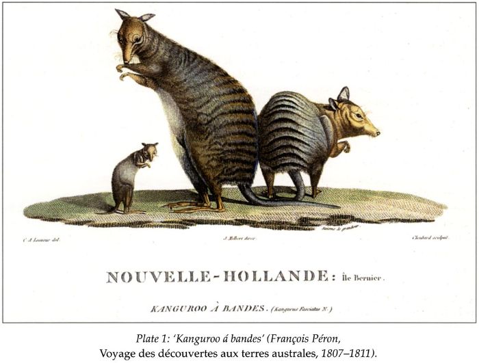 (top) Plate 1: ‘Kanguroo à bandes’ (François Péron, Voyage des Découvertes aux terres australes, 1807-1811). [print]
