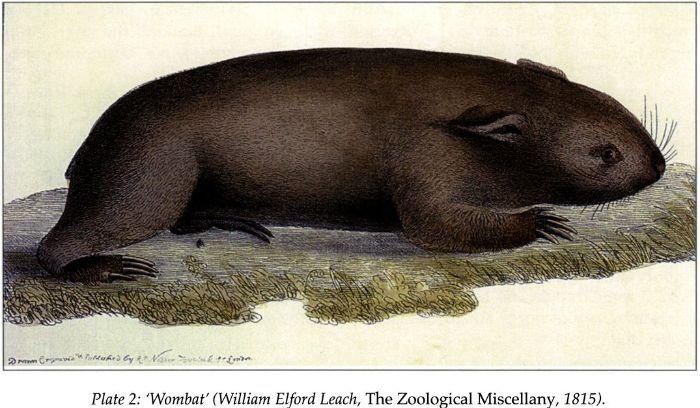 (bottom) Plate 2: ‘Wombat’ (William Elford Leach, The Zoological Miscellany, 1815). [print]