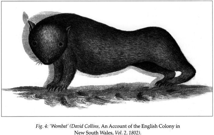 Fig 4: ‘Wombat (David Collins, An Account of the English Colony in New South Wales, Vol. 2, 1802). [print]