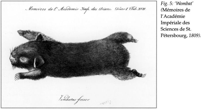 Fig 5: ‘Wombat’ (Mémoires de l’Académie Impériale des Sciences de St. Pétersbourg, 1809). [print]