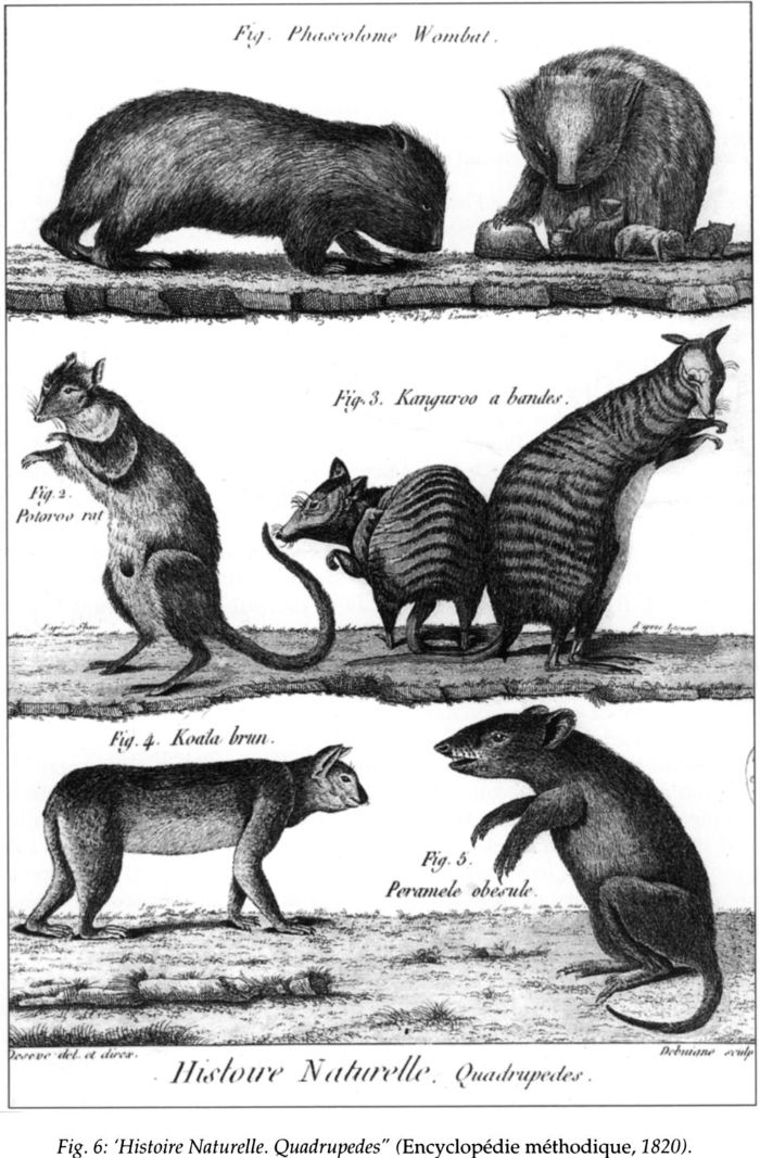 Fig 6: ‘Histoire Naturelle. Quadrupedes’ (Encyclopédie méthodique, 1820). [print]