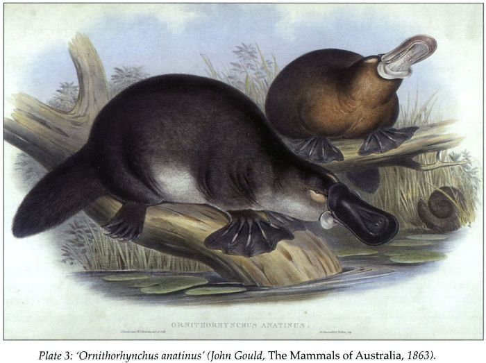 Plate 3: ‘Ornithorhynchus anatinus’ (John Gould, The Mammals of Australia, 1863). [print]