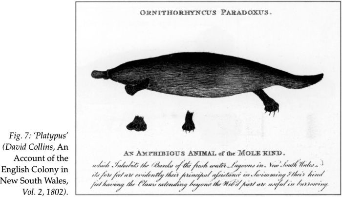 Fig 7: ‘Platypus’ (David Collins, An Account of the English Colony in New South Wales, Vol. 2, 1802). [print]