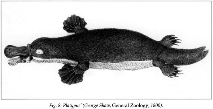 Fig 8: ‘Platypus’ (George Shaw, General Zoology, 1800). [print]