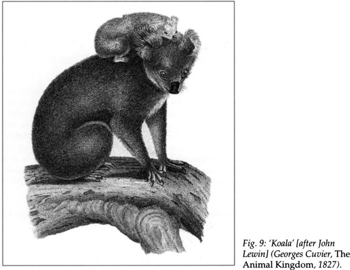 Fig 9: ‘Koala’ [after John Lewin], (Georges Cuvier, The Animal Kingdom, 1827). [print] 