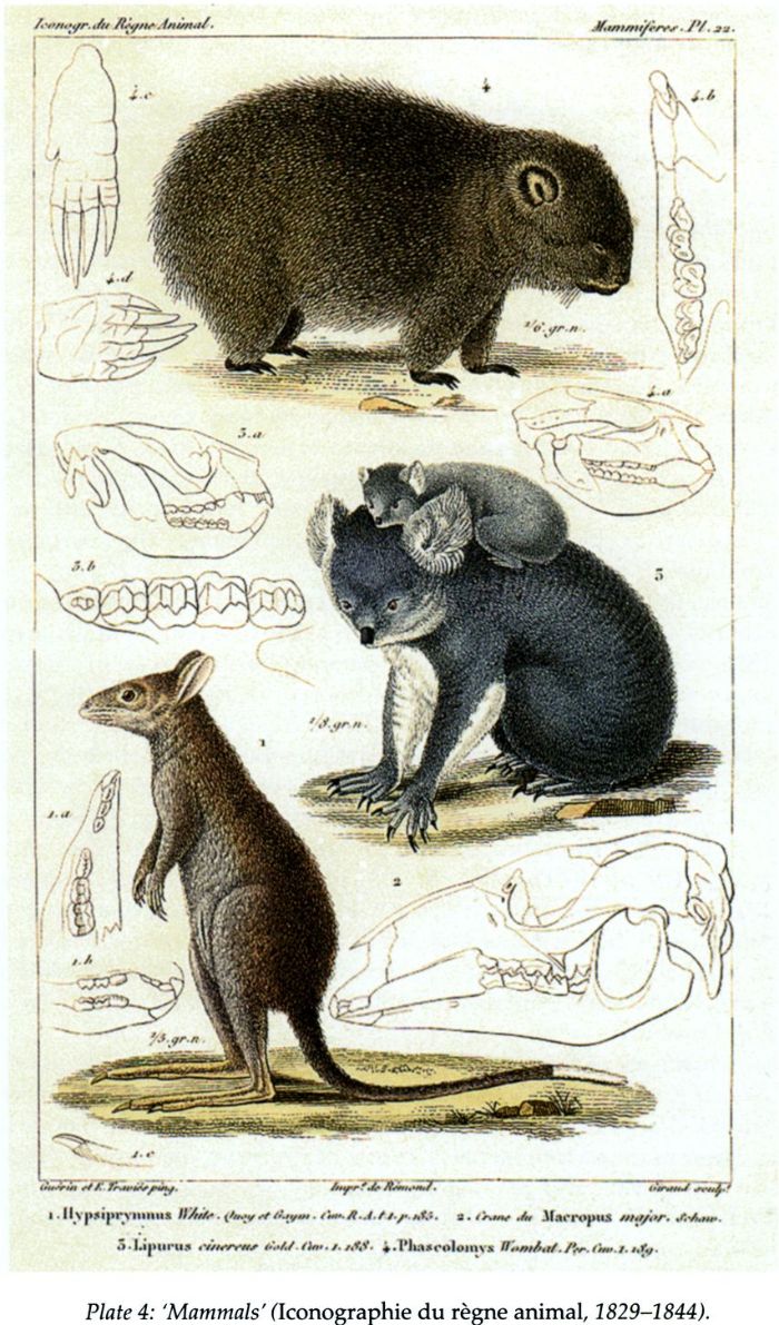 Plate 4: ‘Mammals (Iconographie du règne animal, 1829-1844). [print]