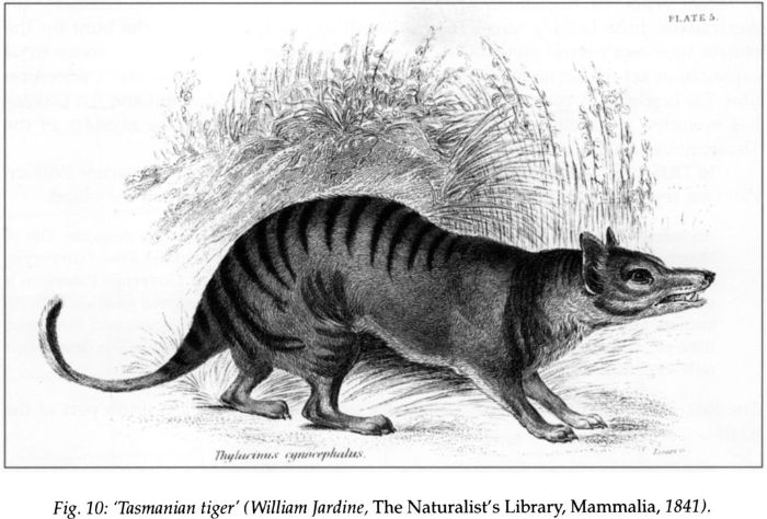 Fig 10: ‘Tasmanian Tiger’ (William Jardine, The Naturalist’s Library, Mammalia, 1841). [print]