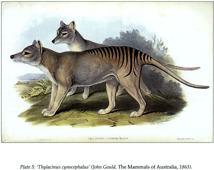 Plate 5: ‘Thylacinus cynocephalus’ (John Gould, The Mammals of Australia, 1863). 1829-1844). [print]
