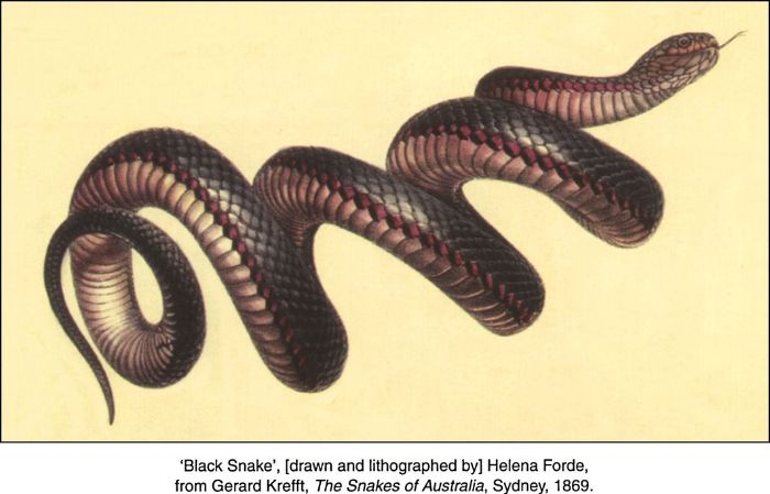 Black Snake'. [drawn and lithographed by] Helena Forde, from Gerard Krefft, The Snakes of Australia, Sydney, 1869. [lithograph]