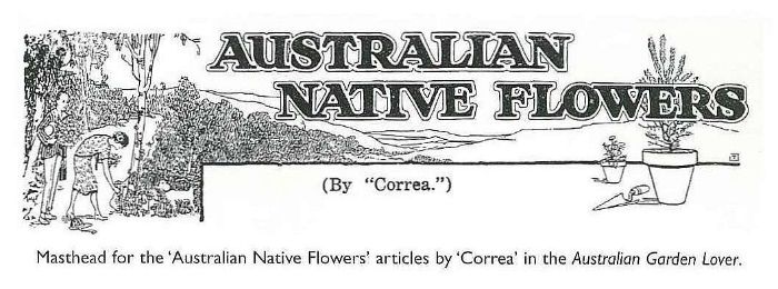 Masthead for the ‘Australian Native Flowers’ articles by ‘Correa’ in the Australian Garden Lover. [print]